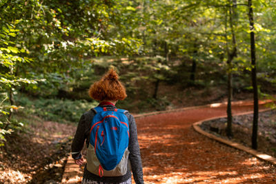 Rear view of man looking at forest