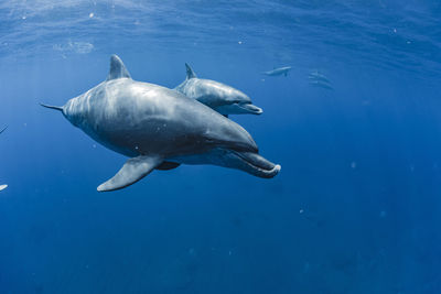 Dolphins Animal