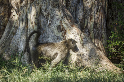 Close-up of a tree