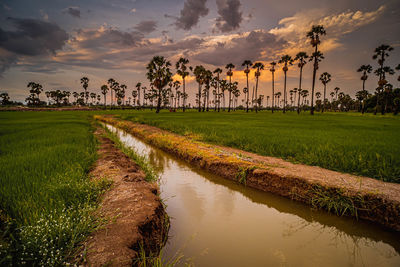 Agriculture field with palm tree background