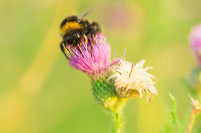 Close-up of bee on thistle flower