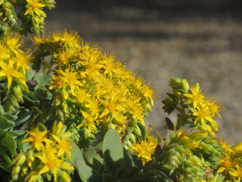 Close-up of yellow flowers