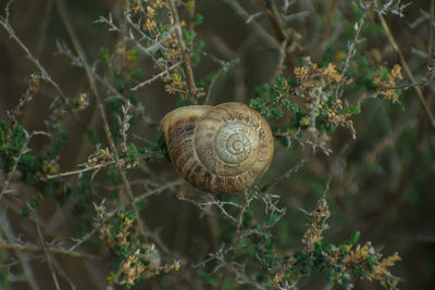 Close-up of snail on tree