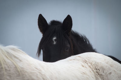 Close-up of horses against sky