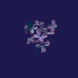 Close-up of pink flowering plant against black background