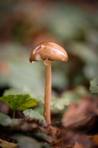 Close-up of mushroom growing on field