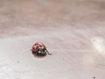 Ladybird on a brown bin lid