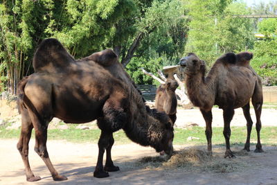 Horses standing outdoors