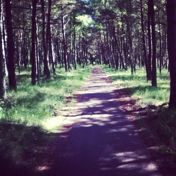 tree, the way forward, diminishing perspective, tranquility, vanishing point, forest, tranquil scene, nature, growth, tree trunk, dirt road, beauty in nature, scenics, landscape, narrow, footpath, woodland, non-urban scene, sunlight, treelined