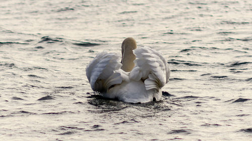 Swan swimming in a lake