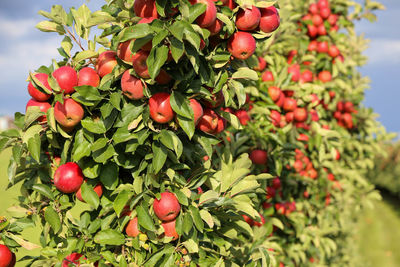 Close-up of red apples on tree