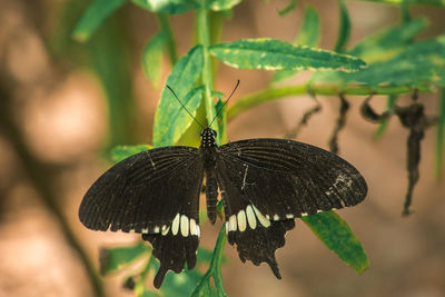 Close-up of butterfly on leaf