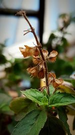 Close-up of plant