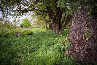 View of rural landscape