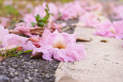 Close-up of pink flower on field