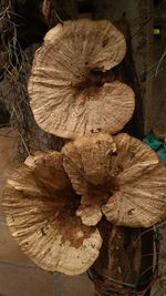 Close-up of tree stump