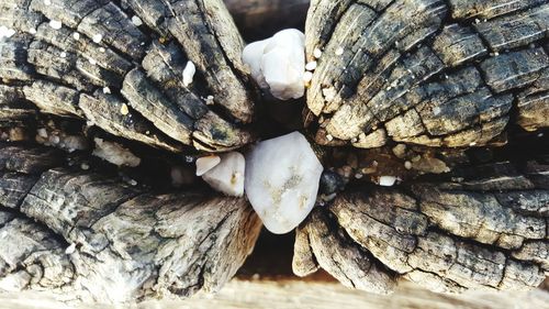 Full frame shot of logs