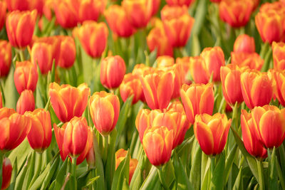 Close-up of tulips in field