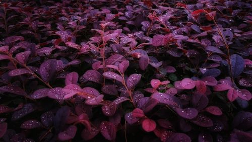 Full frame shot of raindrops on leaves