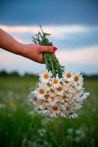 Close-up of hand holding flowering plant