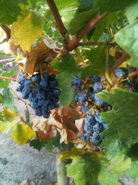 Close-up of grapes growing in vineyard