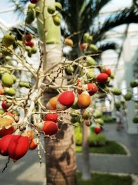 Close-up of cherries growing on tree