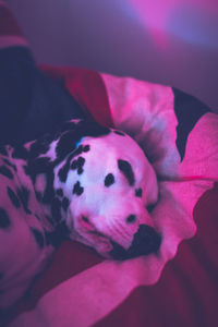 Close-up of dog on bed