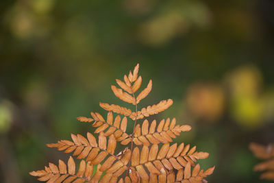 Close-up of plant