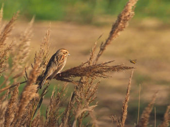 Bird perching on a plant