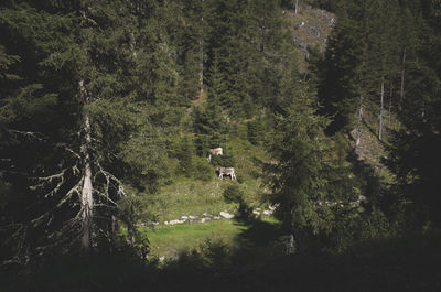 Scenic view of forest