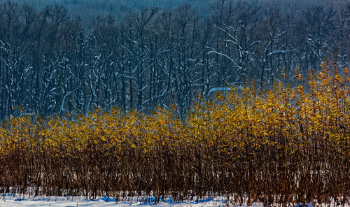 View of pine trees in forest during winter