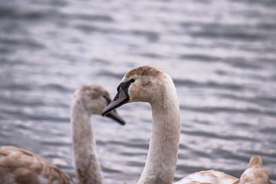 Close-up of swan swimming in lake