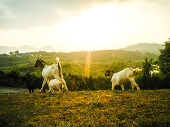 Horse grazing on field