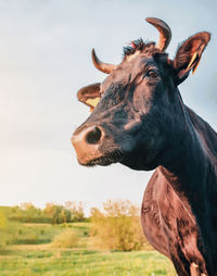 Close-up cow portrait. evening on pasture 