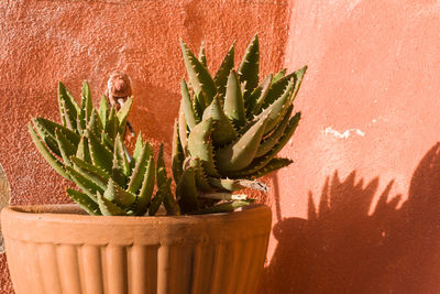 Close-up of potted plant against wall