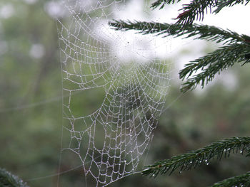 spider web