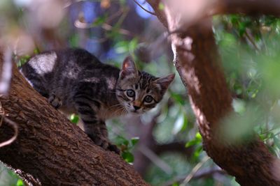 Close-up portrait of cat on tree