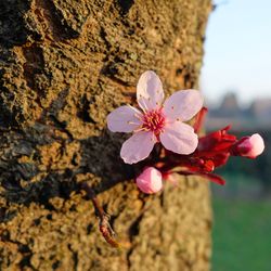 Close-up of pink flowers