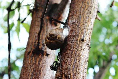 Close-up of snail on tree trunk