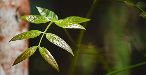 Close-up of leaves