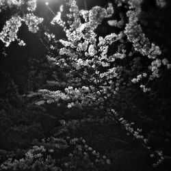 Plant growing on a tree