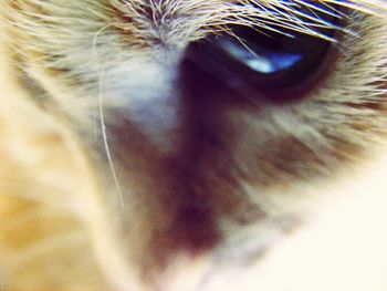 Close-up of cat