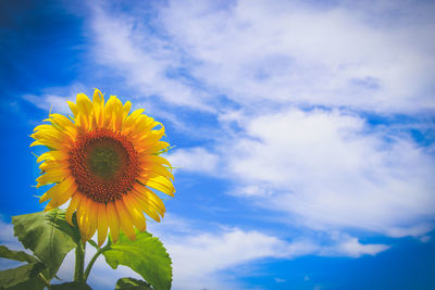 Low angle view of sunflower against sky