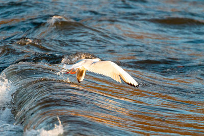 Seagulls flying over lake