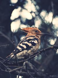 Close-up of bird perching on branch