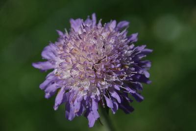 Close-up of purple flowering plant