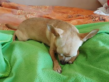 High angle view of dog sleeping on bed