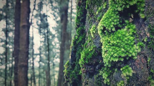 Algae on tree trunk