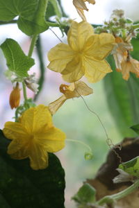 Close-up of yellow flowers blooming outdoors