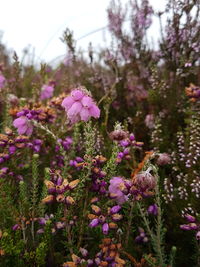 Close-up of pink flowering plants on field